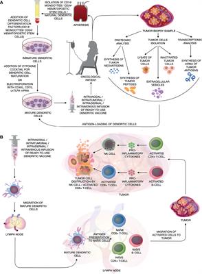 Frontiers | Recent Advances In Experimental Dendritic Cell Vaccines For ...